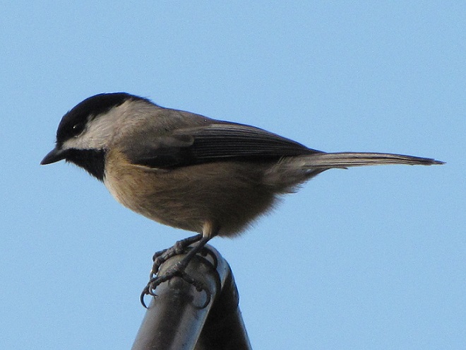 In the Lower Susquehanna River Watershed, the Carolina Chickadee is the resident species from the Great Valley (Cumberland/Lebanon Valley) south into Maryland.