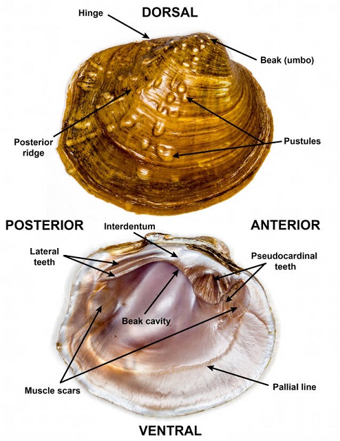 Topography of a Unionid Shell