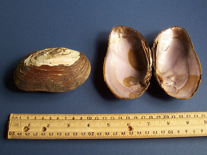 Freshwater mussels of the Lower Susquehanna River Watershed: Elliptio complanata