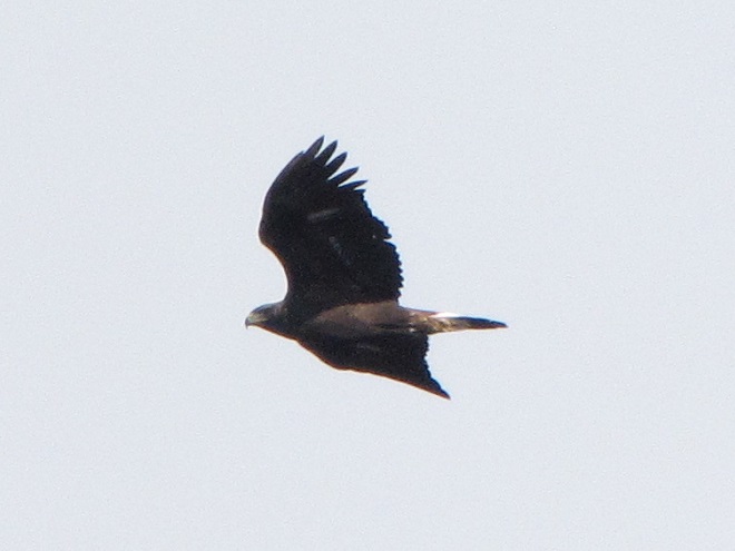 A second-year Golden Eagle