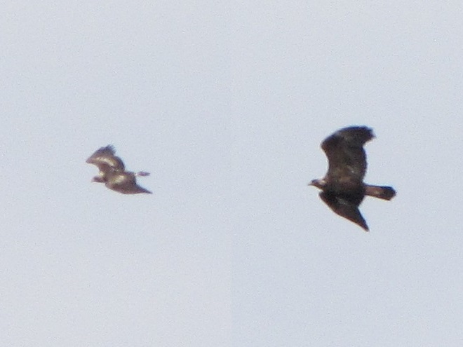 A topside (left) and underside (right) view of a probable fourth-year Golden Eagle.