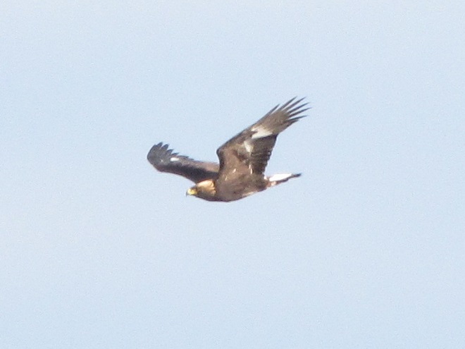 Hatch-year/Juvenile Golden Eagle