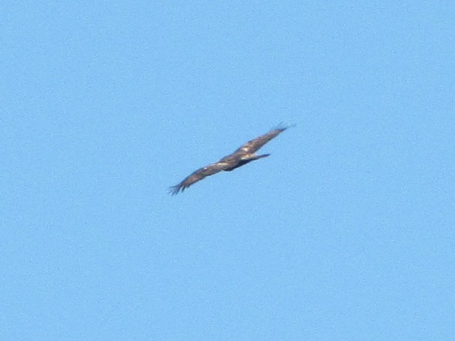 Tawny wing bars with a mottled appearance on a circling Golden Eagle seen at eye level.