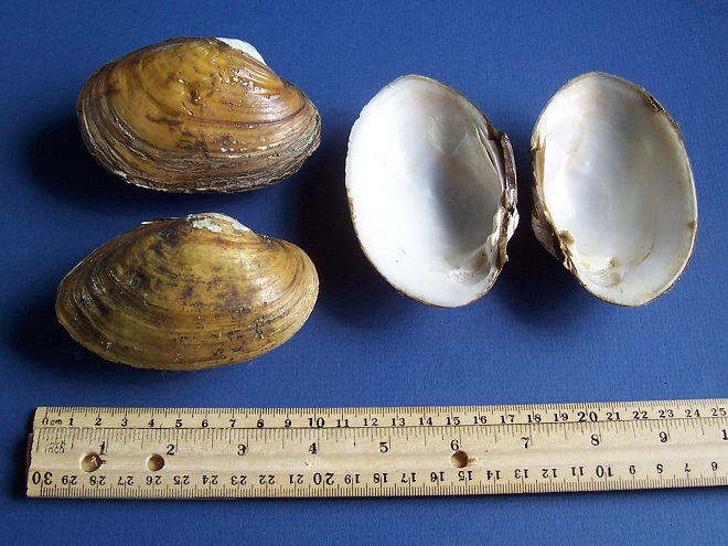 Freshwater mussels of the Lower Susquehanna River Watershed: Lampsilis cariosa