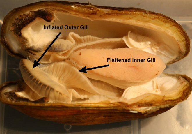 Gills of a Gravid River Mussel