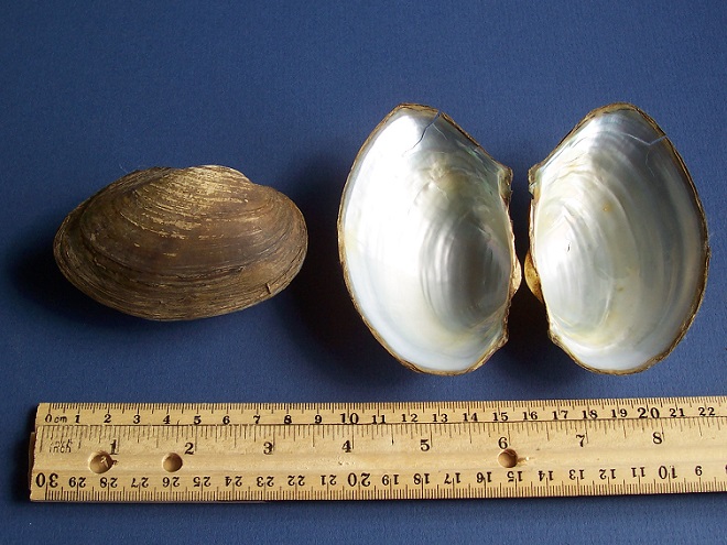 Freshwater mussels of the Lower Susquehanna River Watershed: Pyganodon cataracta