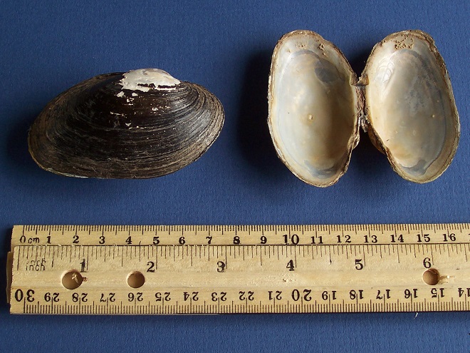 Freshwater mussels of the Lower Susquehanna River Watershed: Strophitus undulatus