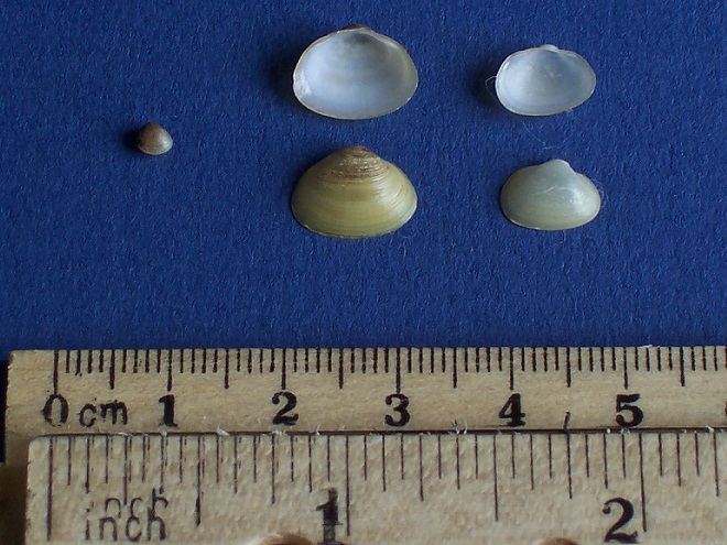 Freshwater clams of the Lower Susquehanna River Watershed: Sphaeridae Clams