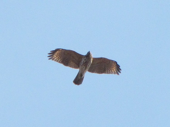 A juvenile Red-shouldered Hawk gliding past a ridgetop hawk counting station.