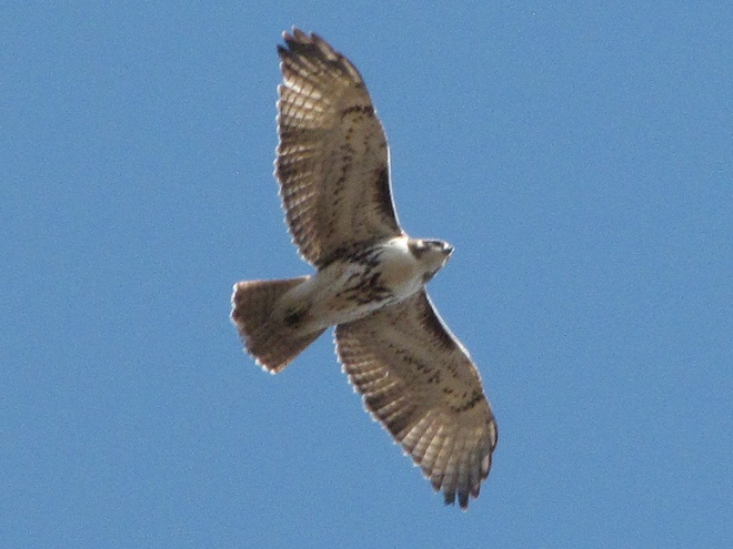 A juvenile Red-tailed Hawk headed south for winter.