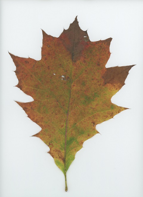 Northern Red Oak (Quercus rubra)