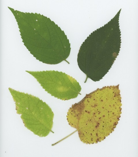 Northern Hackberry (Celtis occidentalis)