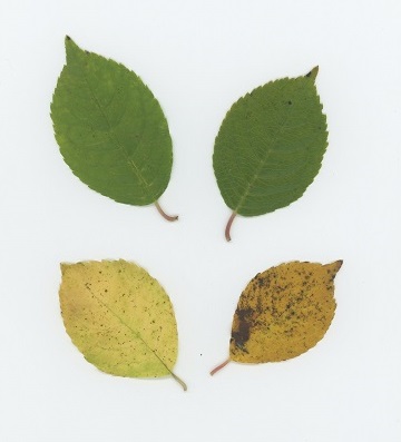 Common Winterberry (Ilex verticillata)