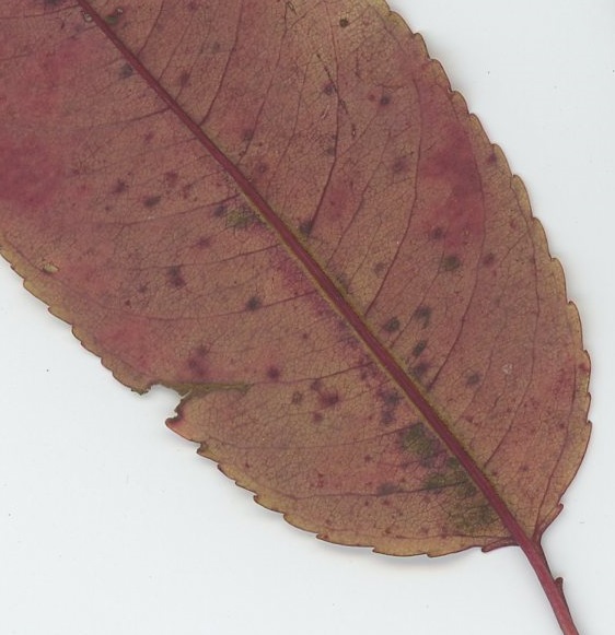 Black Cherry (Prunus serotina), dorsal view showing a fringe of light brown hairs along the midrib.