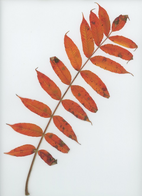 Staghorn Sumac (Rhus typhina)