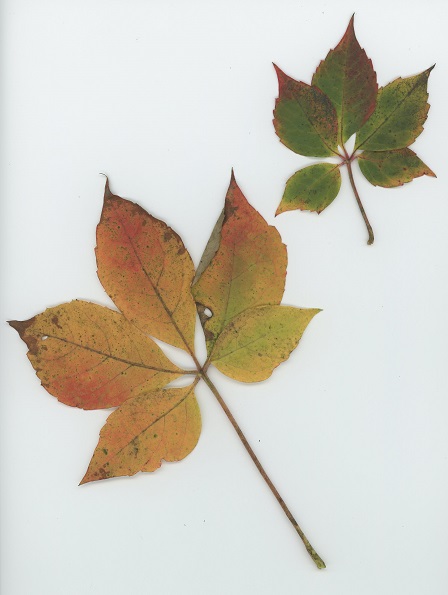 Virginia Creeper (Parthenocissus quinquefolia), a woody vine.
