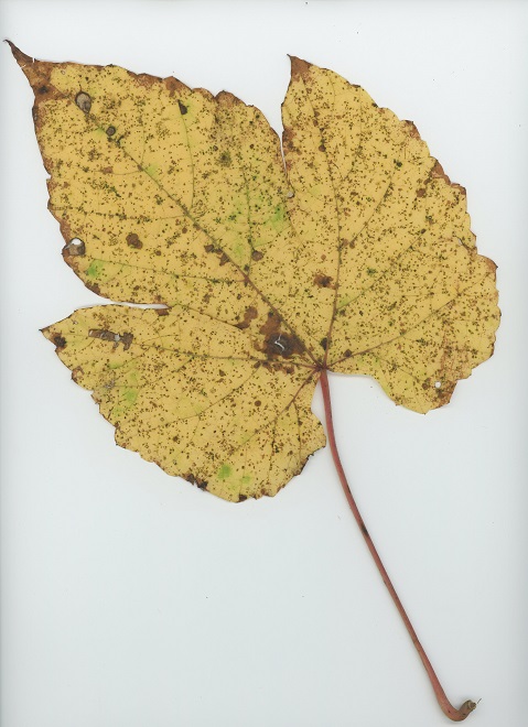 Frost Grape (Vitis riparia), a woody vine also known as Riverbank Grape.