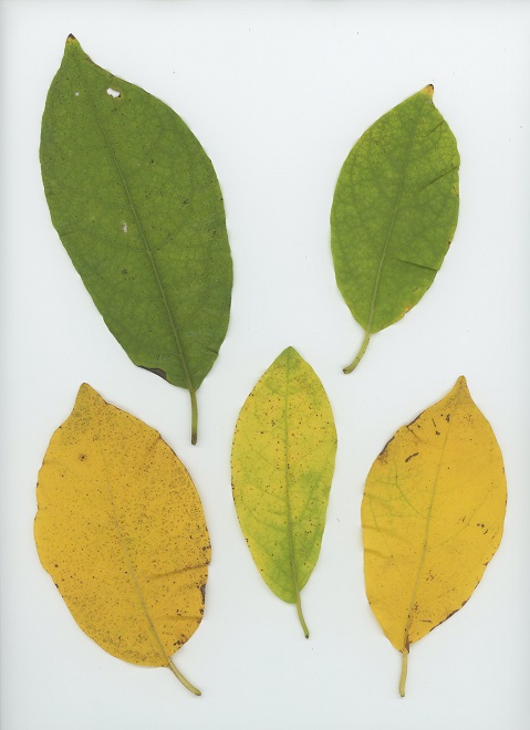 Common Spicebush (Lindera benzoin)