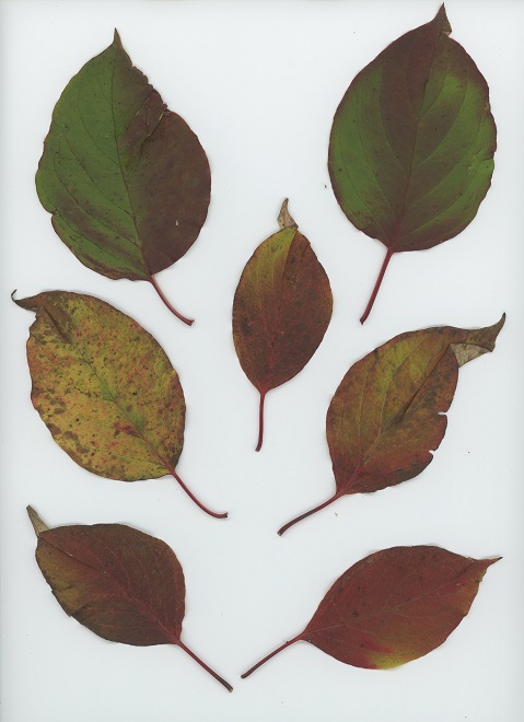 Silky Dogwood (Cornus amomum), a shrub.