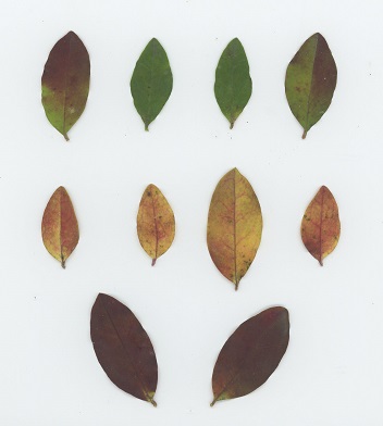 Common Privet (Ligustrum vulgare)