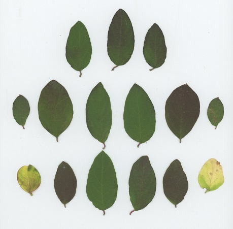 "Bell's Honeysuckle" (Lonicera x bella), a hybrid shrub derived from Morrow's Honeysuckle (L. morrowii) and Tatarian Honeysuckle (L. tatarica).