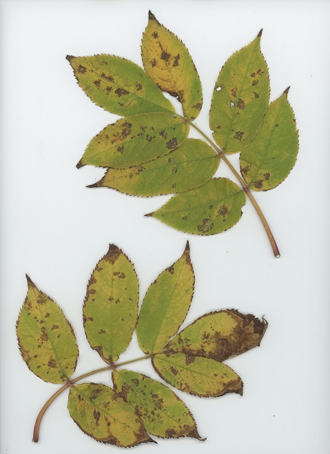 American Elder (Sambucus canadensis), a shrub.