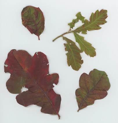 Bear Oak (Quercus ilicifolia), also known as Scrub Oak and Holly-leaf Oak.