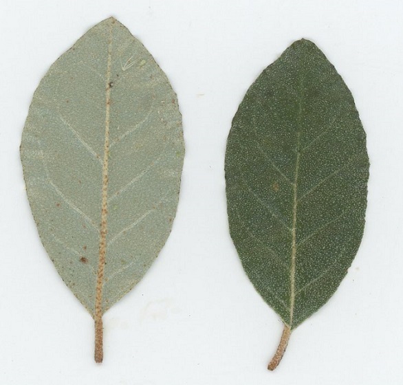 Silverberry (Elaeagnus commutata), a shrub.