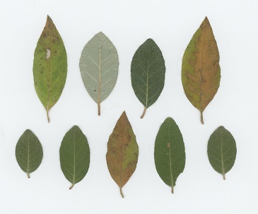 Silverberry (Elaeagnus commutata), a shrub. a native transplant from central North America.