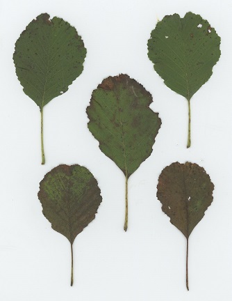 Black Alder (Alnus glutinosa), a NON-NATIVE shrub or tree also known as European Alder.
