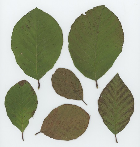 Smooth Alder (Alnus serrulata), a NATIVE shrub.