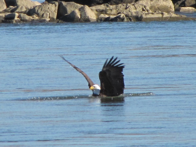 Bald Eagle missing a fish.