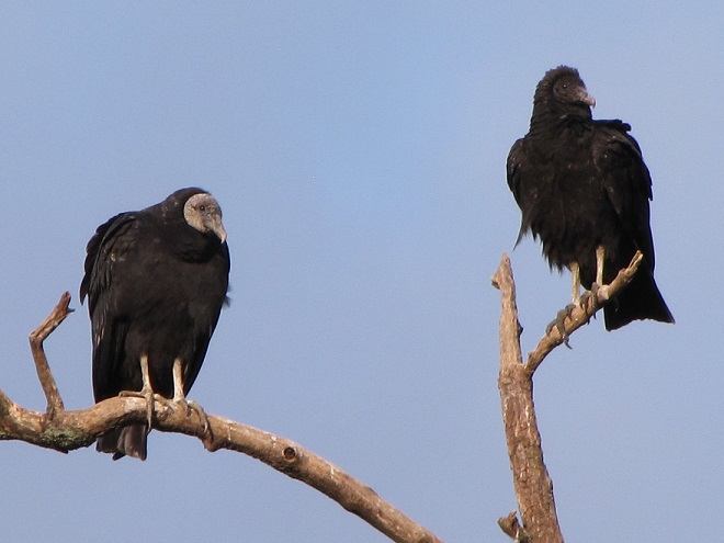 Raptor/Vulture Identification: Black Vulture