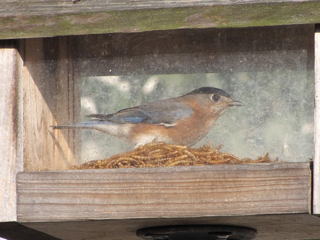 Female Eastern Bluebird inside the feeder enclosure.