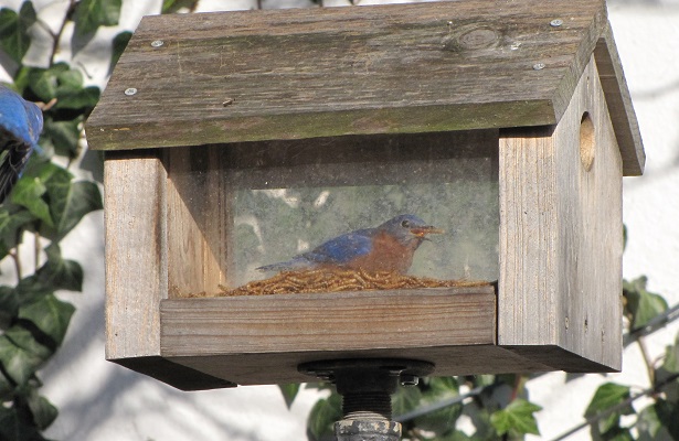 An Eastern Bluebird eating mealworms in a homemade feeder with a one-and-a-half-inch entrance hole at each end.