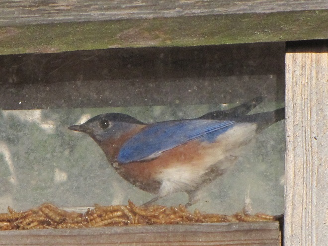 A male Eastern Bluebird inside the feeder enclosure.
