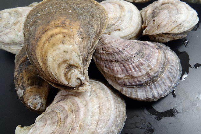 The Eastern Oyster (Crassostrea virginica) lives in the tidal waters of middle and lower Chesapeake Bay