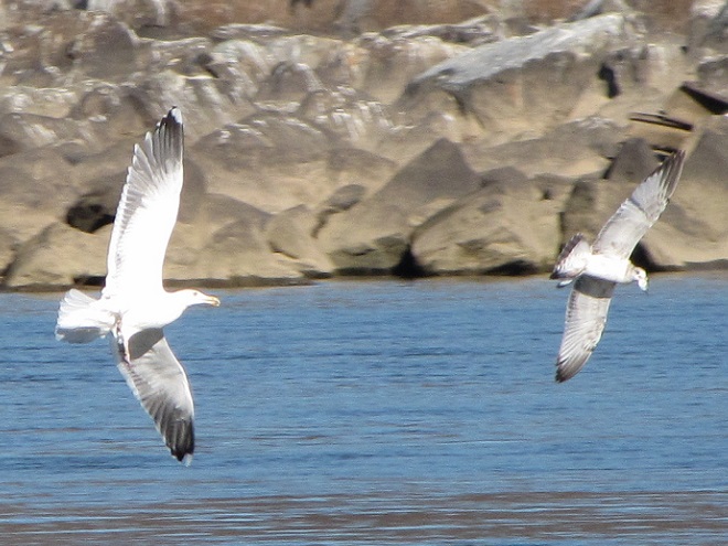 A juvenile Ring-billed Gull with a freshly caught Gizzard Shad is pursued by a hungry adult Great Black-backed Gull on the Susquehanna at Conowingo Dam.