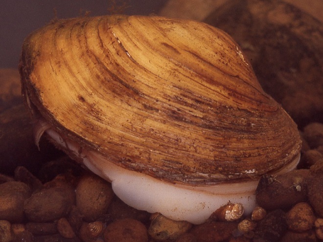 Freshwater mussels of the Lower Susquehanna River Watershed: Lampsilis cariosa