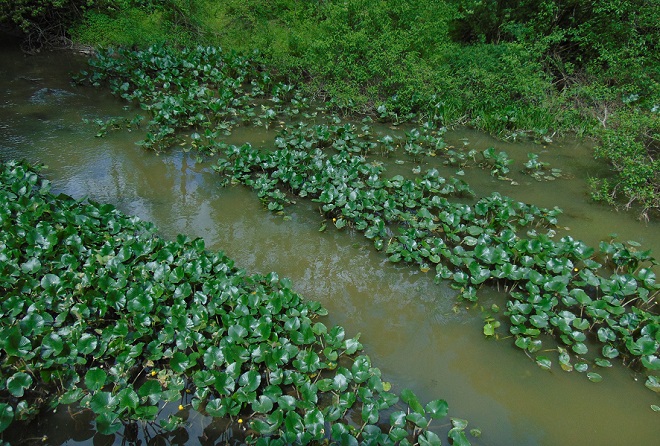 A colony of emergent Spatterdock.