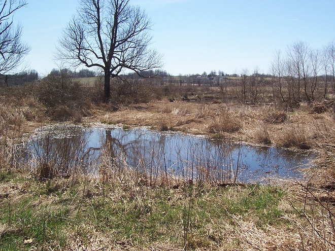 Oxbow Wetland