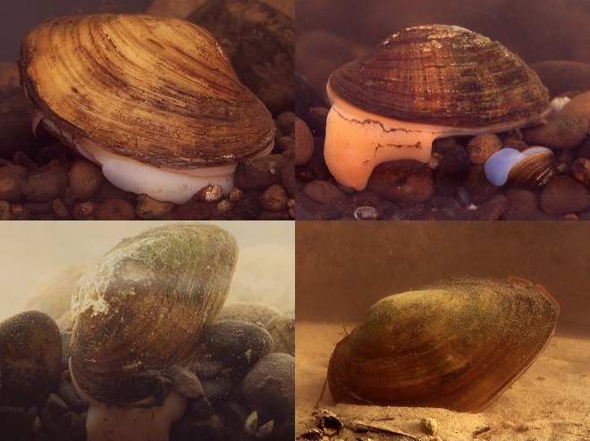 Freshwater Mussels and Clams of the Lower Susquehanna River Watershed