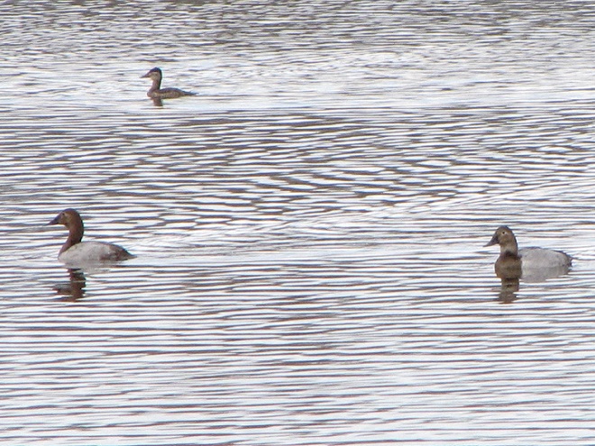 Canvasbacks and a Ruddy Duck