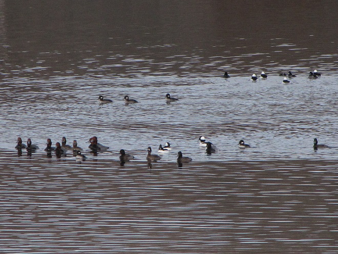 A mixed flock of diving ducks on a small lake.