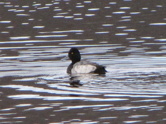 An adult male Lesser Scaup.