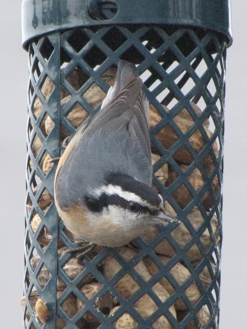 Birds of Conewago Falls in the Lower Susquehanna River Watershed: Red-breasted Nuthatch
