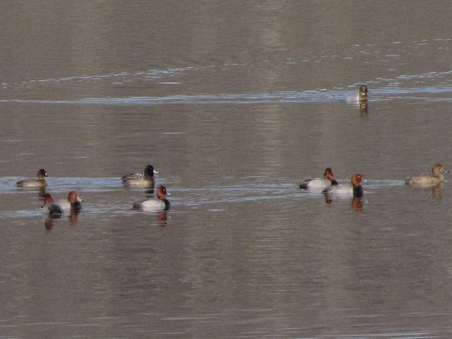 Redheads, Lesser Scaup, and Canvasback