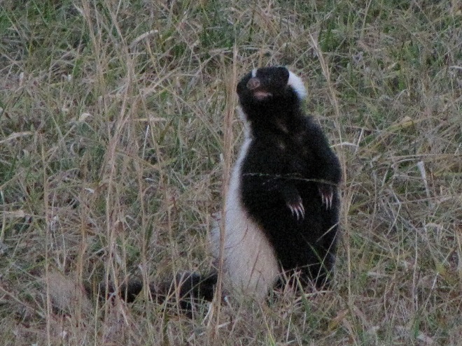 Mammals of the Lower Susquehanna River Watershed: Striped Skunk