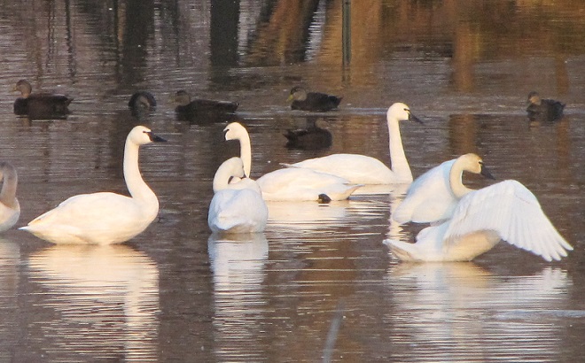 Tundra Swans and American Black Ducks loafing on an ice-free lake. 