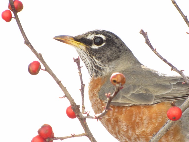American Robin and Common Winterberry, a native deciduous holly.